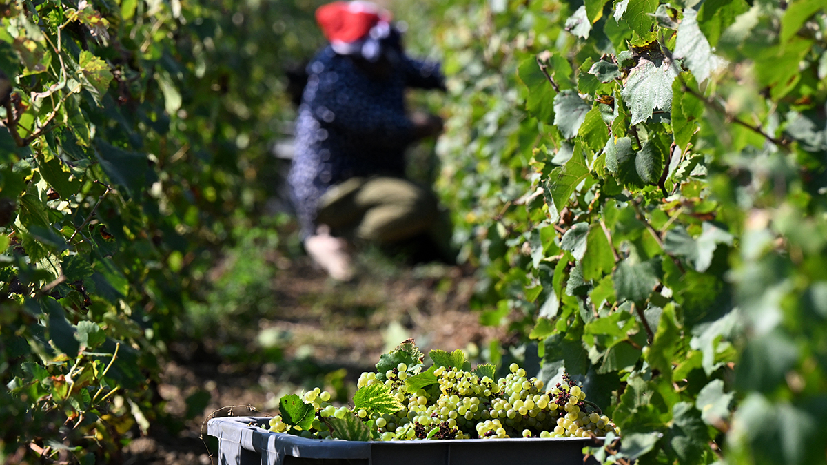 Champagne Says This Year’s Harvest Looks Promising, but Caps Yield at Lowest Level Since Covid