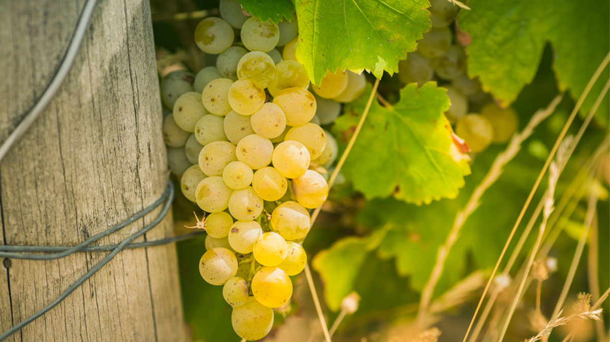 Why Sauvignon Blanc Lovers Need More Bottles From the Loire Valley in Their Lives