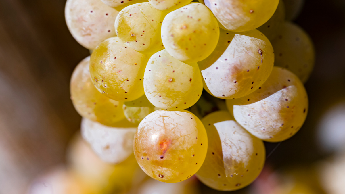 A Bureaucratic Blunder 250 Years Ago Led to a Wine We Still Love Today