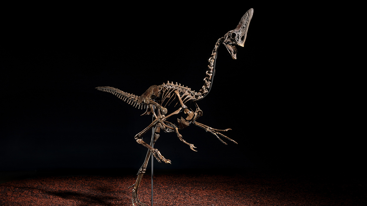 This Exceptionally Preserved Dinosaur Skeleton Could Fetch Up to $6.5 Million at Auction