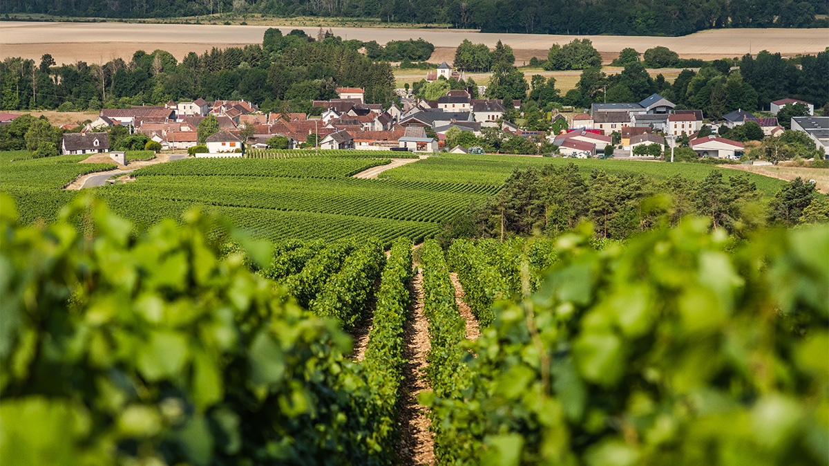 The Champagne Made With Rare, Ancient Grapes
