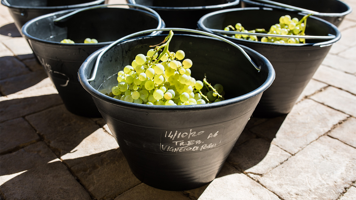 Winemakers Are Turning Italy’s Workhorse Grape Into a Star