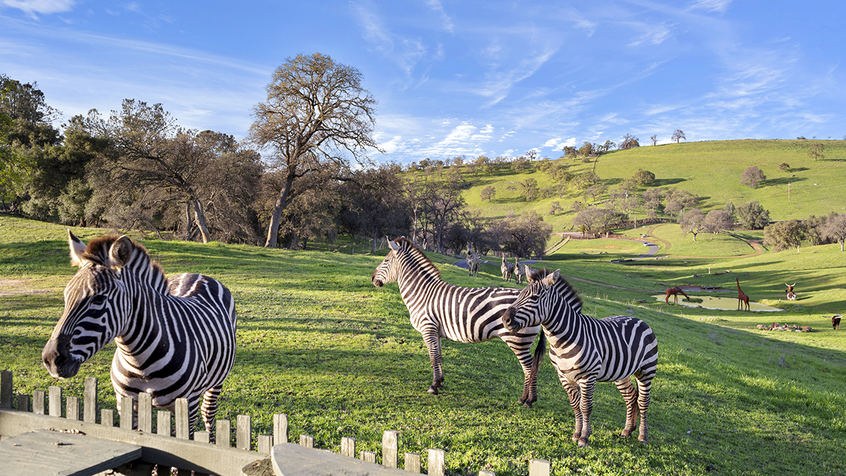 This $5.1 Million NorCal Ranch Includes a Preserve with Zebras, Tortoises, and Cattle