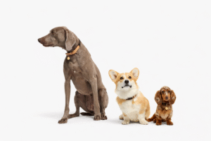 8 Designer Dog Collars For Your Pampered Pooch