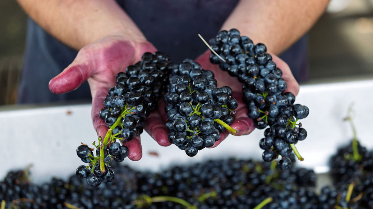 Washington Syrah Is the State’s Best-Kept Secret