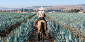 The Most Exclusive Tequila Tastings in Mexico